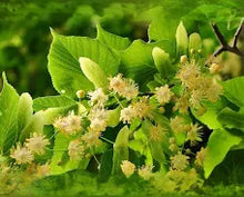 Linden Tincture - Organic - Milagro Herbs - Handmade Organic Herbal Remedies & Medicinal Plants