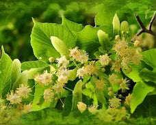 Linden Tincture - Organic