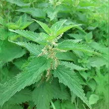 Nettle Root Tincture - Organic - Milagro Herbs - Handmade Organic Herbal Remedies & Medicinal Plants