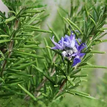 Rosemary Tincture - Organic - Milagro Herbs - Handmade Organic Herbal Remedies & Medicinal Plants