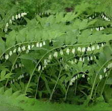 True Solomon's Seal Tincture - Wildcrafted - Milagro Herbs - Handmade Organic Herbal Remedies & Medicinal Plants