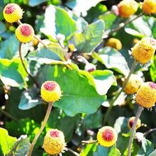 Spilanthes Tincture - Organic - Milagro Herbs - Handmade Organic Herbal Remedies & Medicinal Plants