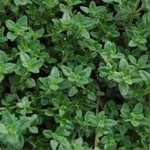 Thyme Tincture - Organic - Milagro Herbs - Handmade Organic Herbal Remedies & Medicinal Plants