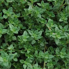 Thyme Tincture - Organic