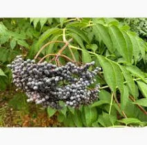 Elder Berry Tincture - Organic - Milagro Herbs - Handmade Organic Herbal Remedies & Medicinal Plants