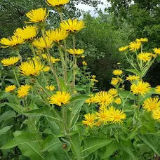 Elecampane Root Tincture