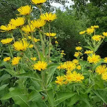 Elecampane Root Tincture - Organic - Milagro Herbs - Handmade Organic Herbal Remedies & Medicinal Plants