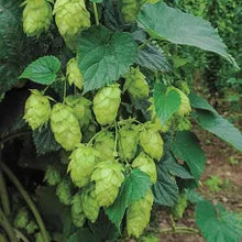 Hops Tincture - Organic - Milagro Herbs - Handmade Organic Herbal Remedies & Medicinal Plants