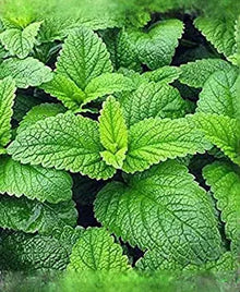 Lemon Balm Tincture - Organic - Milagro Herbs - Handmade Organic Herbal Remedies & Medicinal Plants
