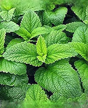 Lemon Balm Tincture