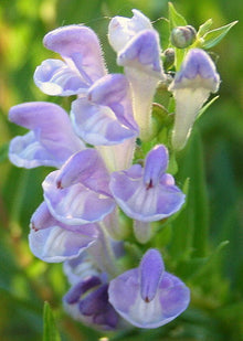 Skullcap Tincture - Organic - Milagro Herbs - Handmade Organic Herbal Remedies & Medicinal Plants