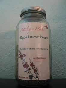Spilanthes (Dried) - Organic - Milagro Herbs - Handmade Organic Herbal Remedies & Medicinal Plants